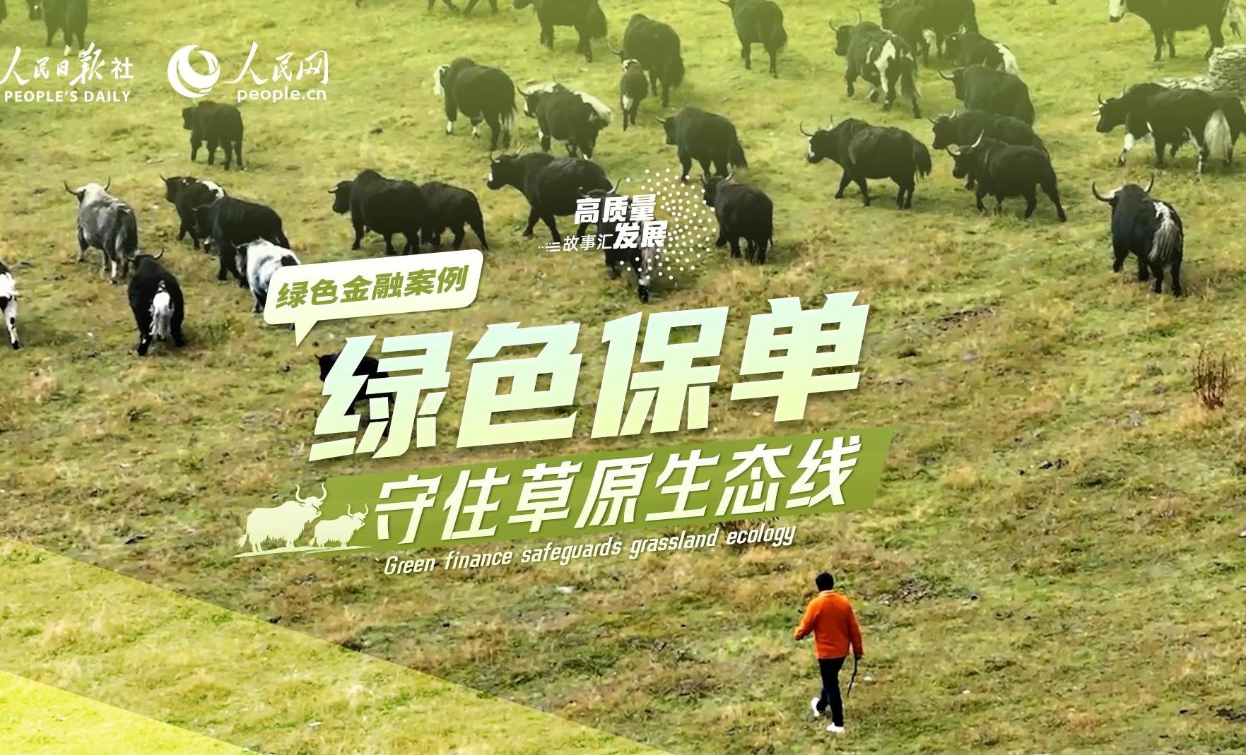 Stories of High-Quality Development | Green finance safeguards grassland ecology