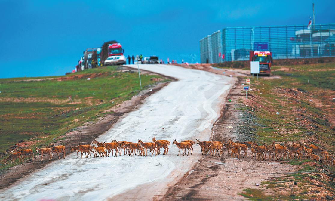 Hidden toll on urban wildlife revealed