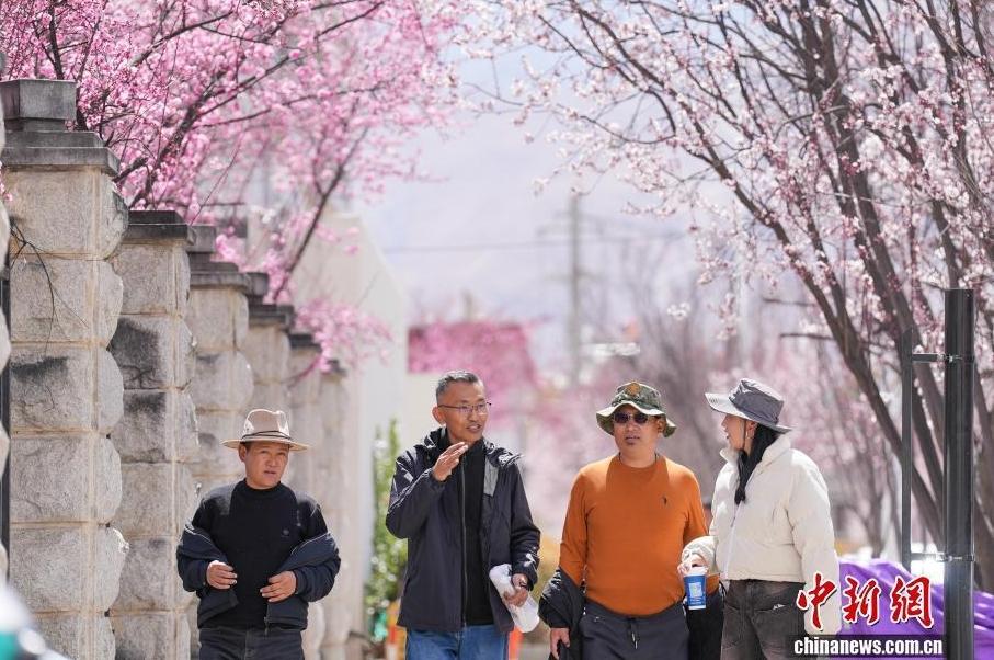 The streets of Lhasa are full of spring vitality