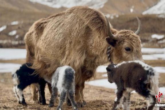 Xizang yak delivers region's first recorded natural triplets