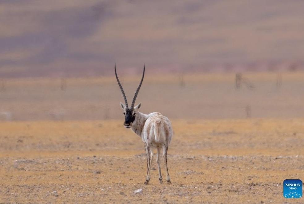 Tibetan antelopes seen at Changtang National Nature Reserve in China's Xizang