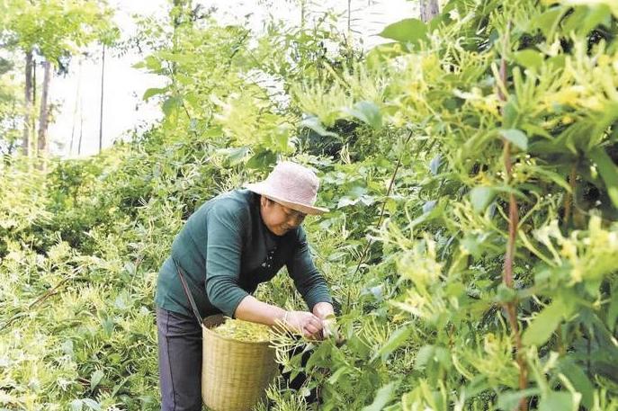 Small honeysuckle turns into an income generating industry in Wenchuan County