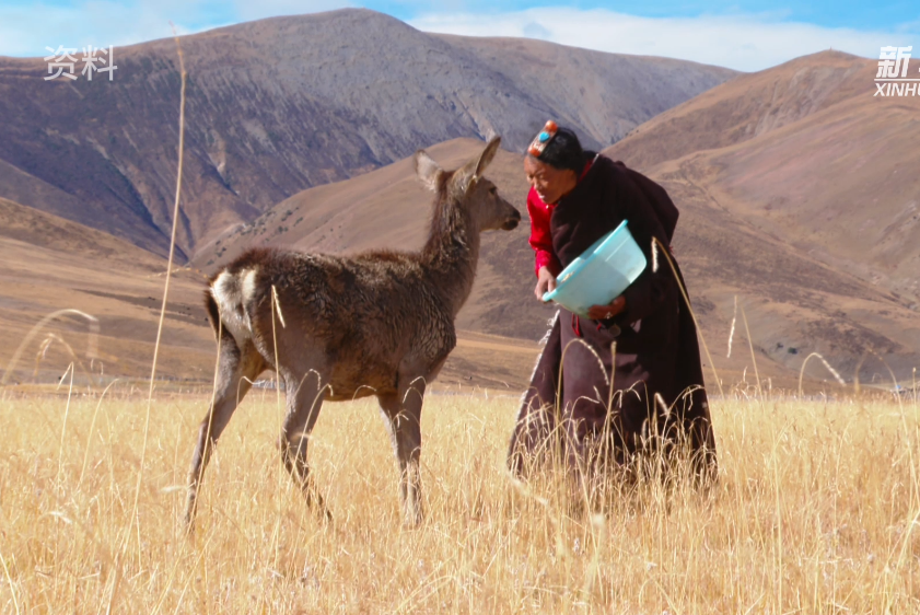 The Guardian of the red deer Jangchub Drolma