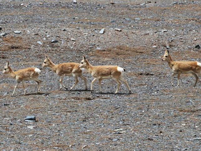 Advanced tech boosts wildlife conservation