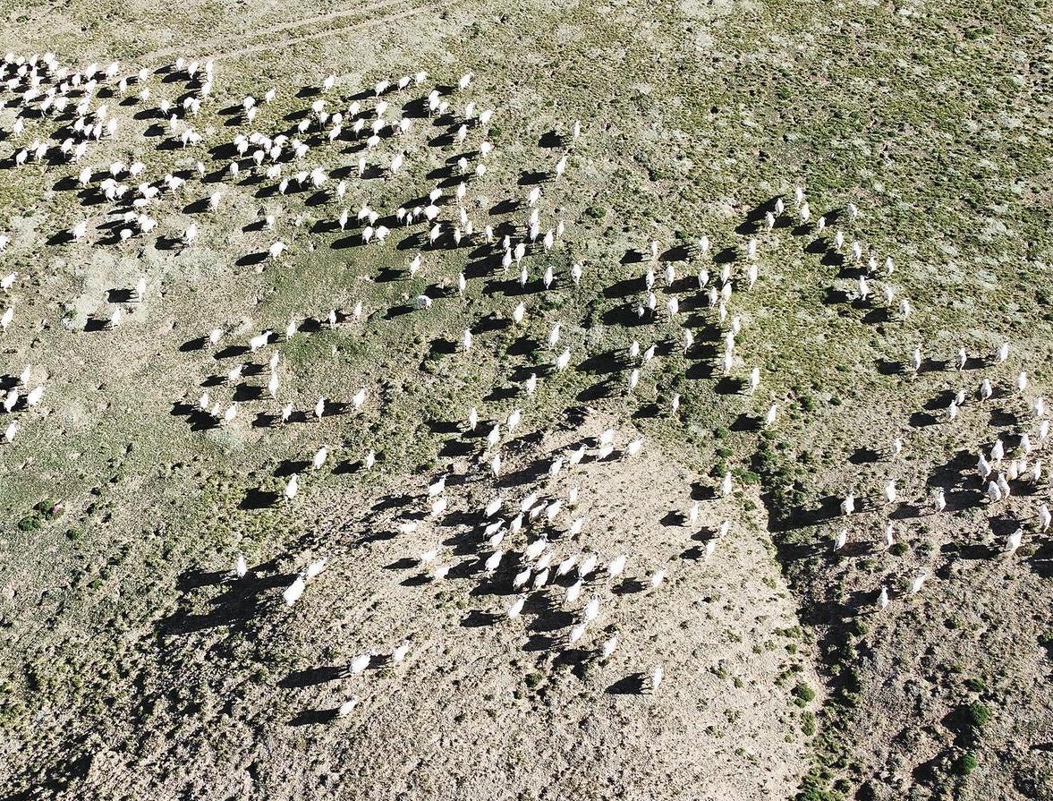 Tibetan Sheep from Maduo County Thrive as Key Industry at Yellow River Source