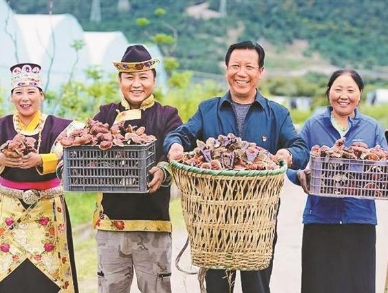 Ganoderma lucidum cultivated in Nyingchi Prefecture of Xizang Autonomous Region