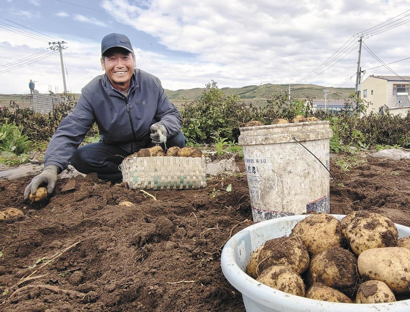 Welcome a bountiful potato harvest in Datong, Qinghai