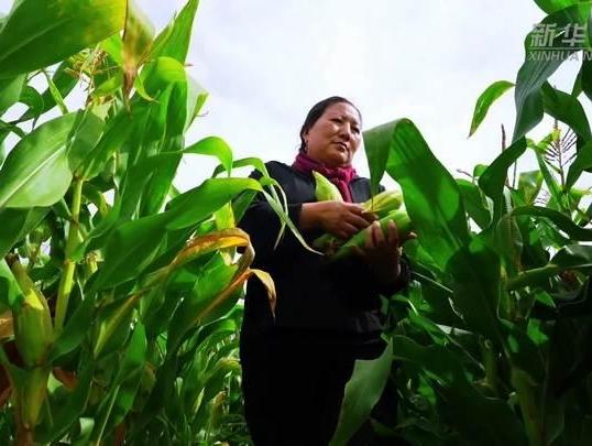 Happy Harvest of Glutinous Corn on the Plateau in Tongren City, Qinghai Province
