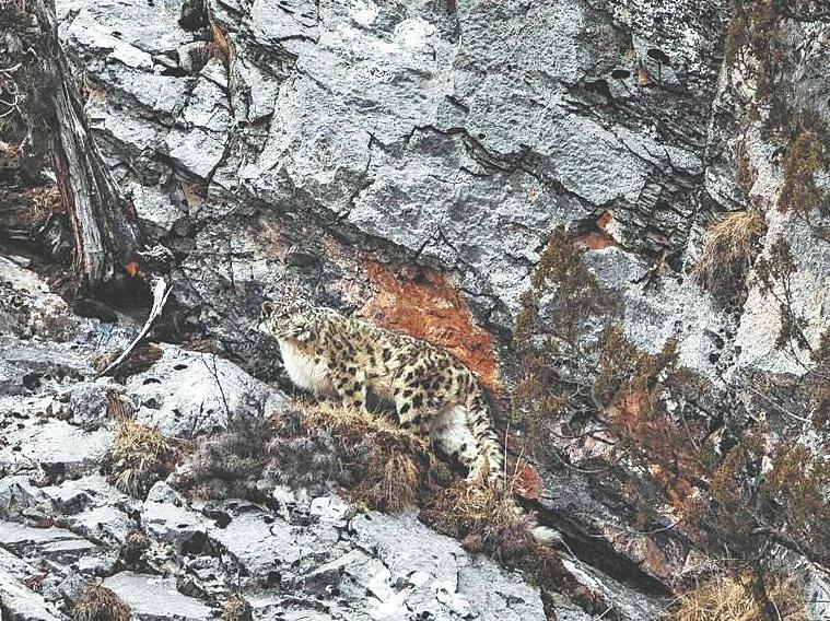 A herder's lens brings elusive snow leopards closer to the world