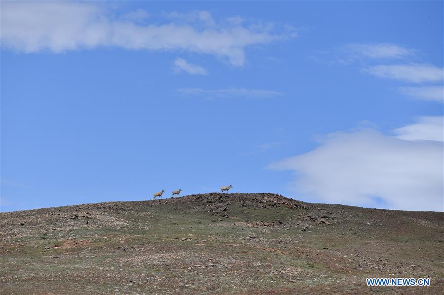 Tibetan antelopes seen near Zonag Lake in Qinghai
