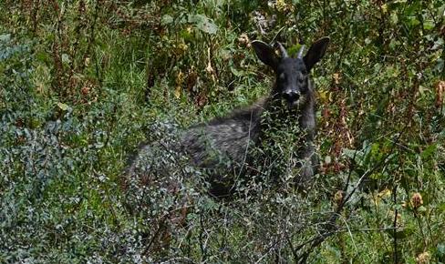 Chinese serow seen at forest farm in Qinghai