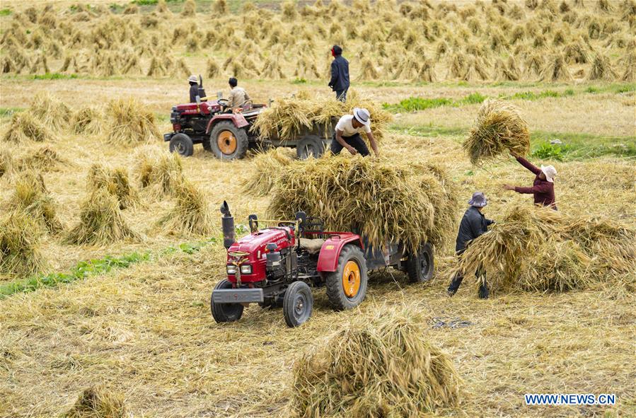 Farmers harvest highland barley in Kangsar Village of Tibet