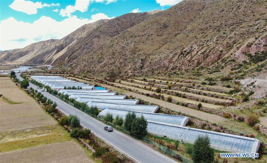 Greenhouse vegetable planting, pig raising developed to increase income of local households in Tibet