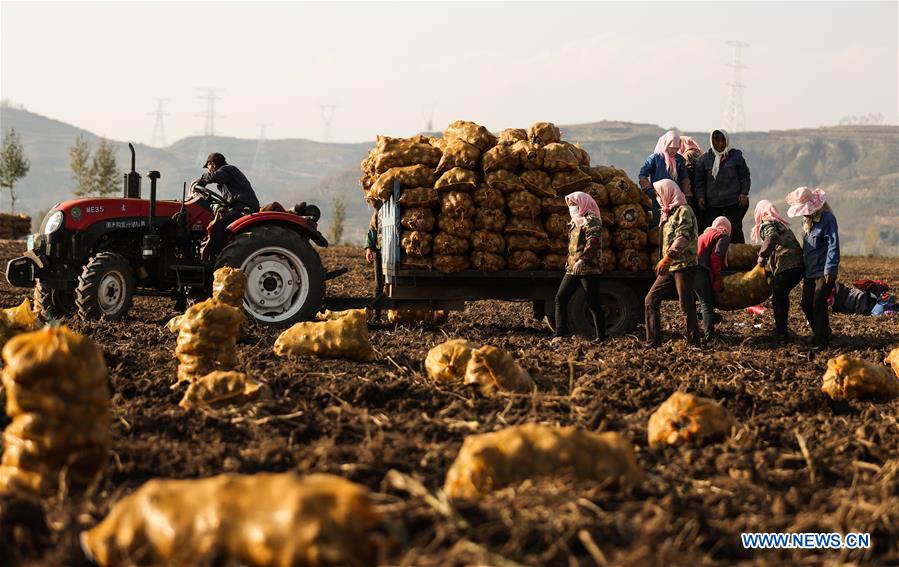 County in Qinghai develops potato industry to help farmers improve income