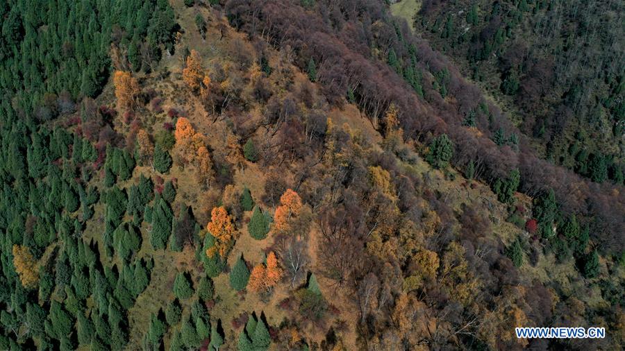 Autumn scenery at Beishan national geological park in Qinghai