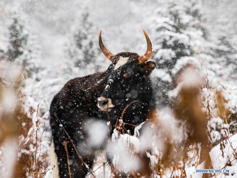 Snow scenery in Tibet