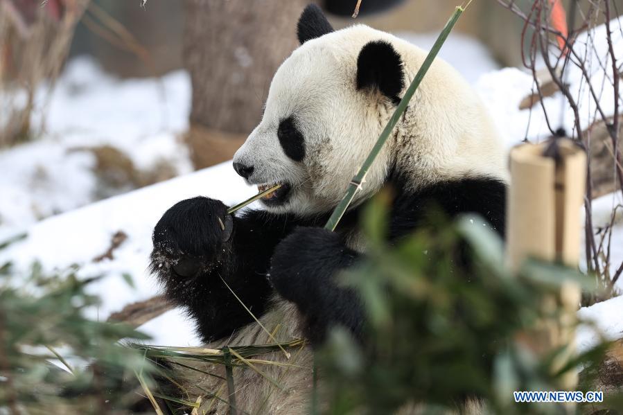 Giant pandas seen at snow-covered Xining Panda House in Qinghai