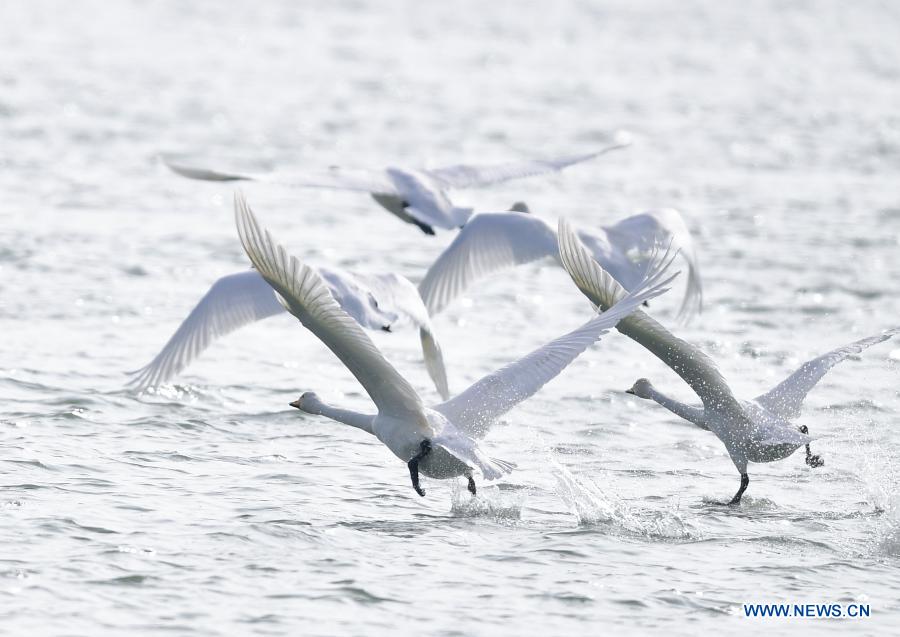 Swans seen on Yellow River in Qinghai, NW China