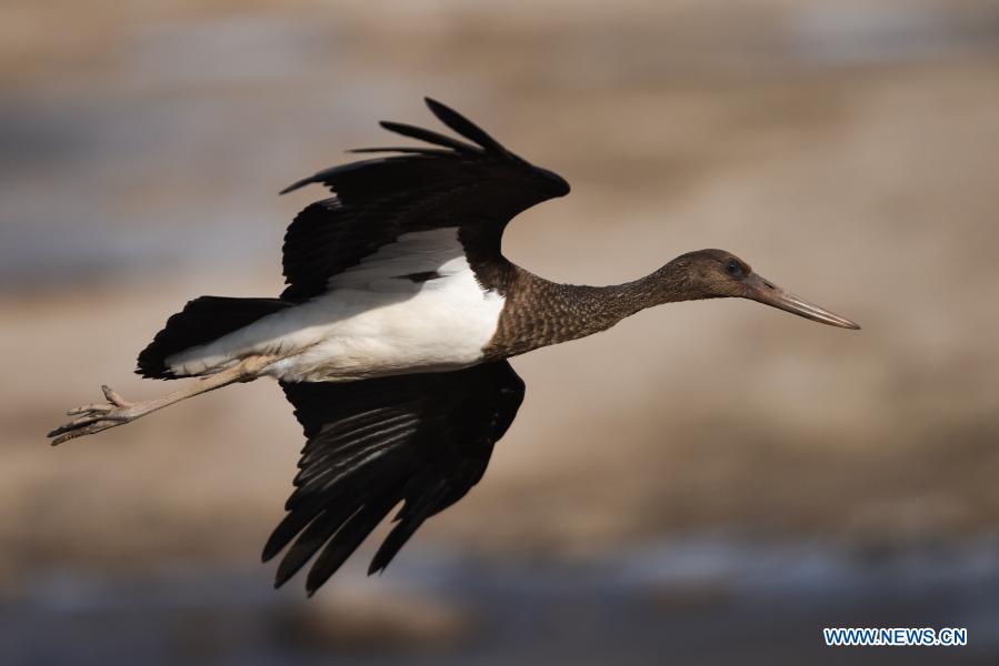 Black storks seen at Beichuan river wetland park in Qinghai