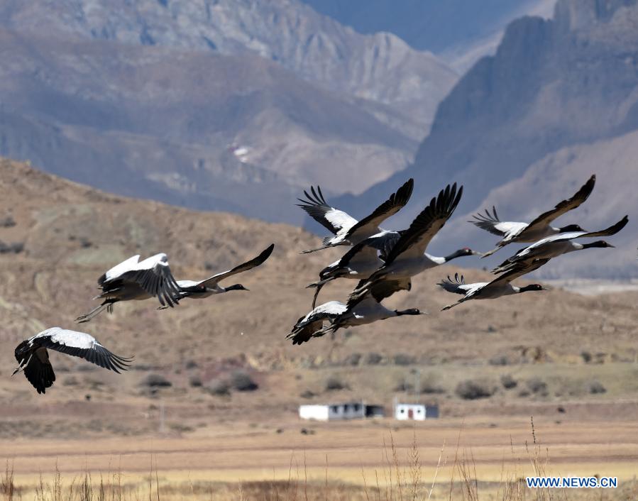 Black-necked cranes seen at nature reserve in Tibet