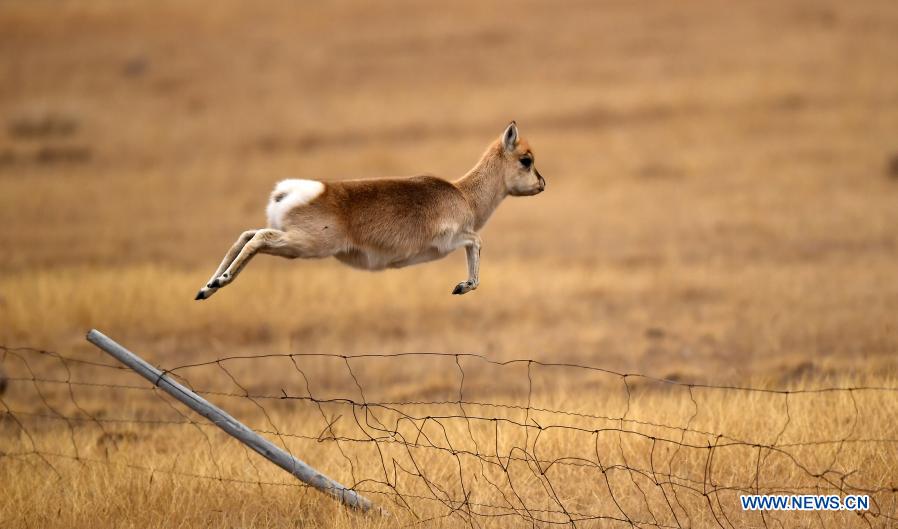 Przewalski's gazelles seen on grassland in Qinghai