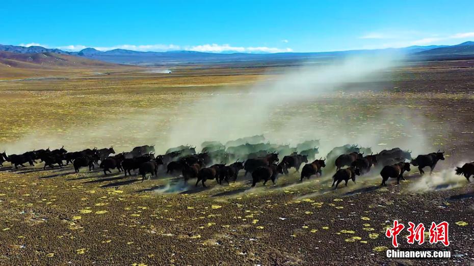 Over 200 wild yaks migrate in groups