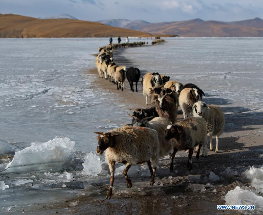 Annual migration of Dowa village in Tibet