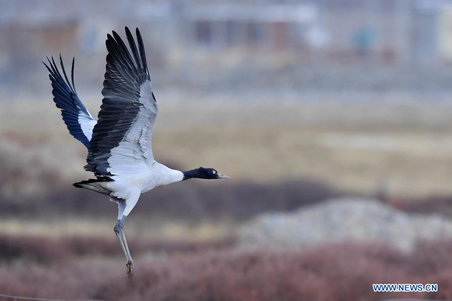 National nature reserve for black-necked cranes in China's Tibet