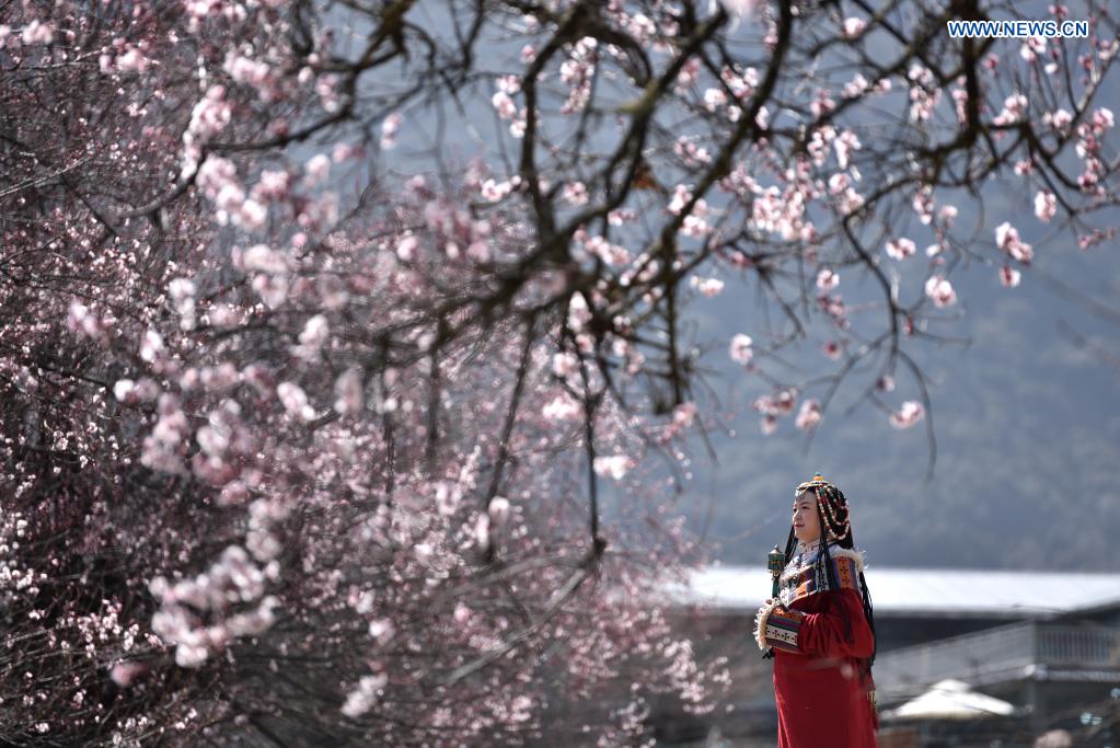 19th peach blossom festival held in Nyingchi, Tibet