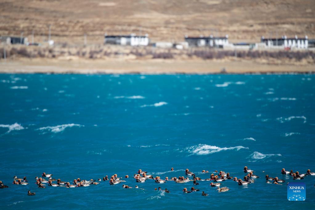 Scenery of Yamzbog Yumco Lake in China's Tibet