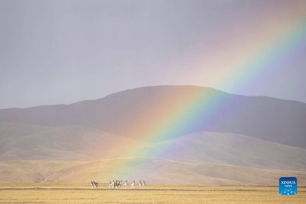 Charming Qiangtang National Nature Reserve in China's Tibet