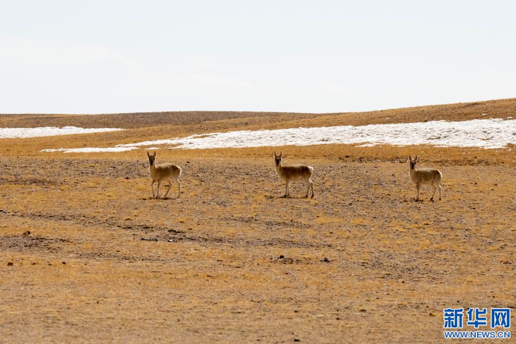 (InTibet) Wildlife protection in Tibet continues to thrive