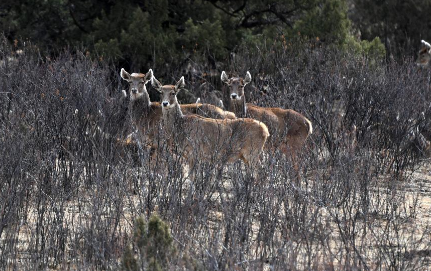 White-lipped deer witnessed in Sanjiangyuan National Park in Qinghai