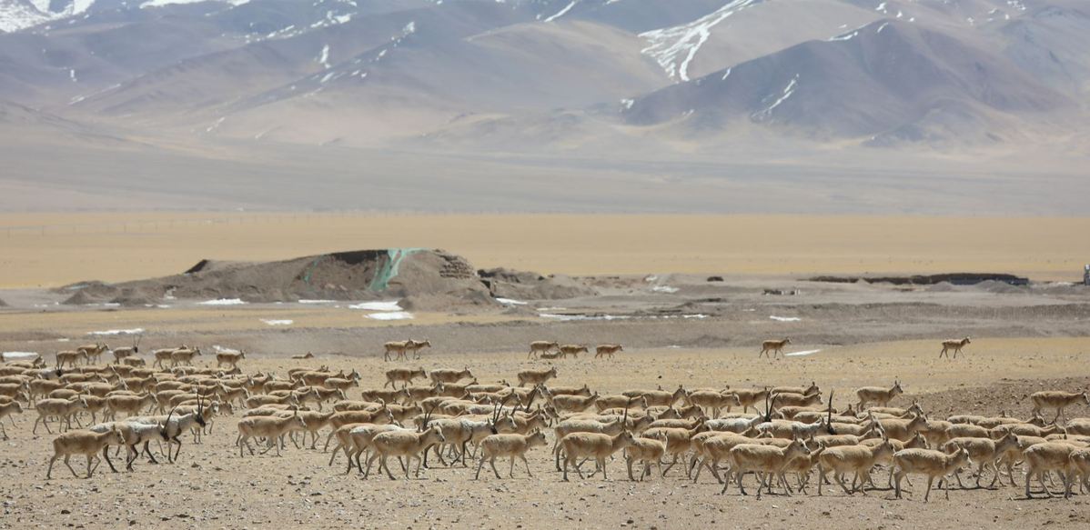 Rare scene: Mass migration of Tibetan antelope