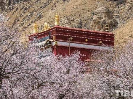 Peach blossoms bloom in ancient Tibetan Temple