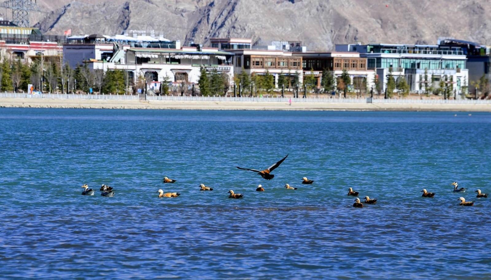 Birds saw fluttering on Lhasa River