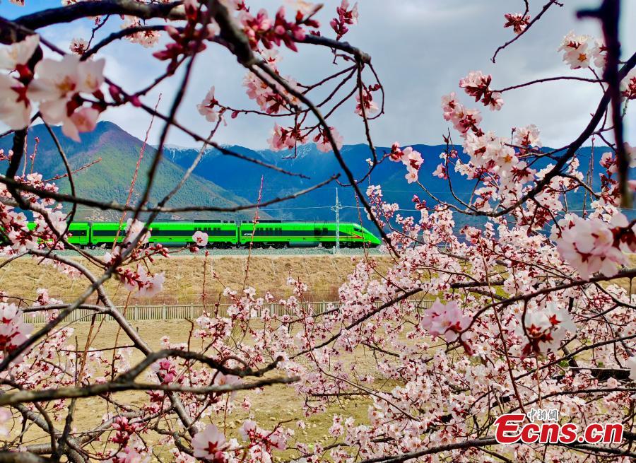Season of flowers: Bullet trains bound for spring in Xizang