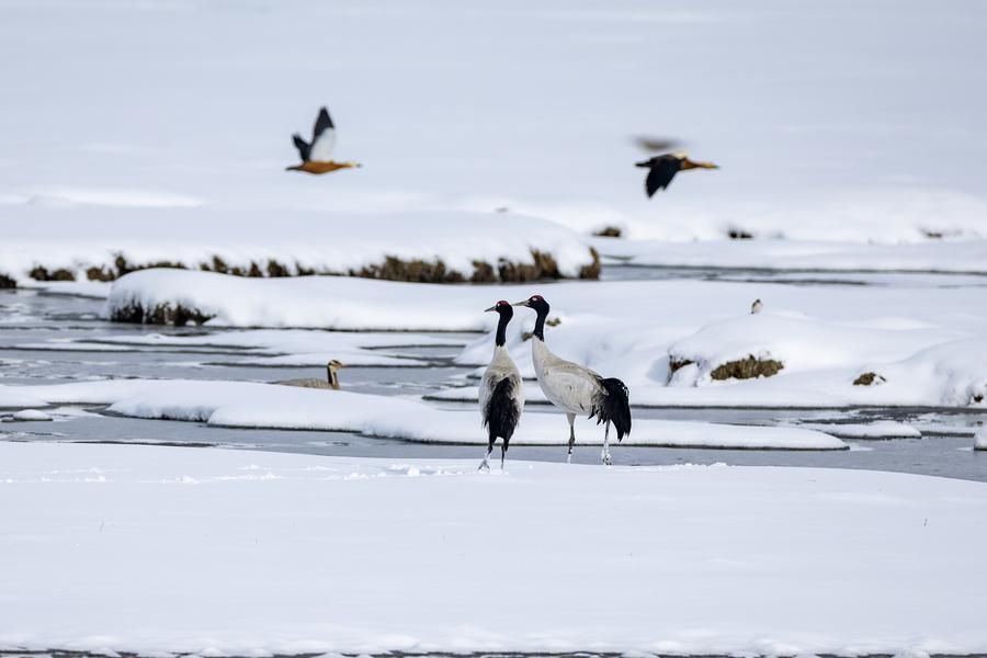 Conservationists give wings to black-necked cranes on 