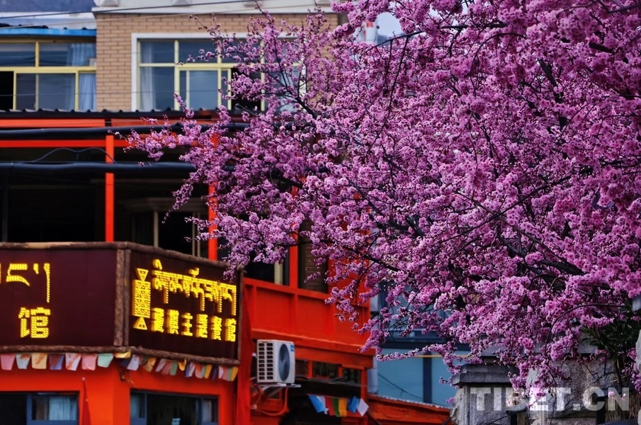 Appreciate Plums and Cherry Blossoms in Lhasa in Spring