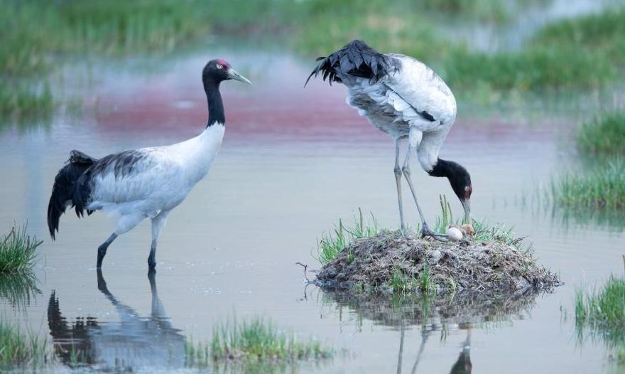Black-necked crane in Xizang embraces newborn babe
