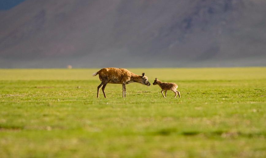 Tibetan antelopes embark on birth-giving season 