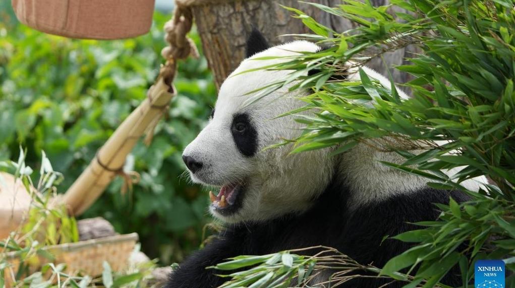 In pics: giant pandas at Xining Panda House in Qinghai