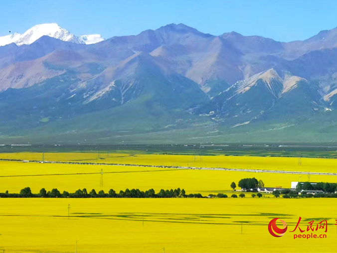 Rapeseed fields fuel tourism surge in Menyuan, NW China's Qinghai