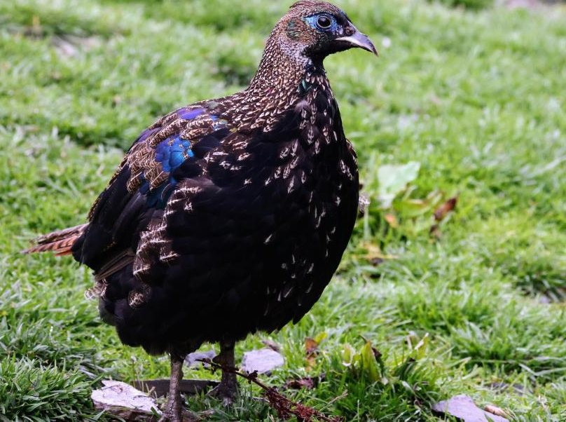 Himalayan monals, gorals spotted due to ecological protection in China's Xizang