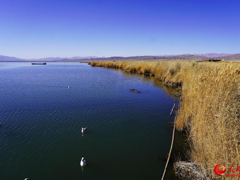 Picturesque autumn scenery of Keluke Lake, NW China's Qinghai