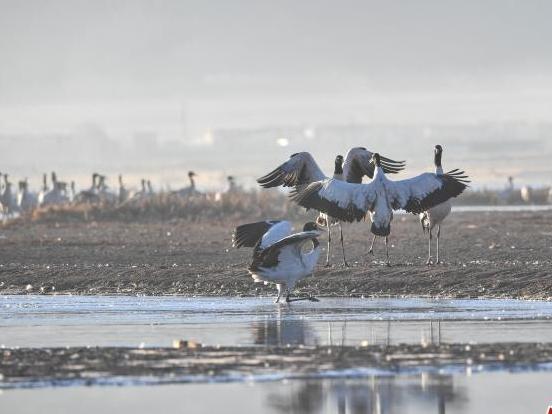 Lhunzhub, Xizang: Black-necked Cranes Dancing on the Plateau