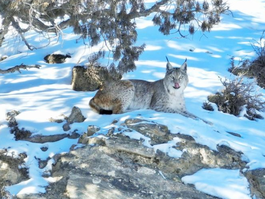 Delingha, Qinghai: Cute Lynxes Walk Leisurely on Mountain