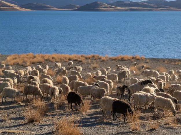 Scenery of Yamzbog Yumco Lake in Xizang