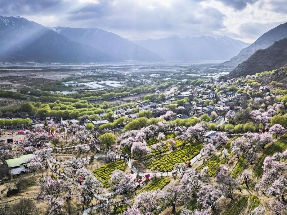 Peach blossoms in full bloom in Nyingchi, China's Xizang