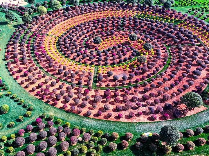 Plants shaped into rounded forms transform park into fairyland in SW China's Yunnan